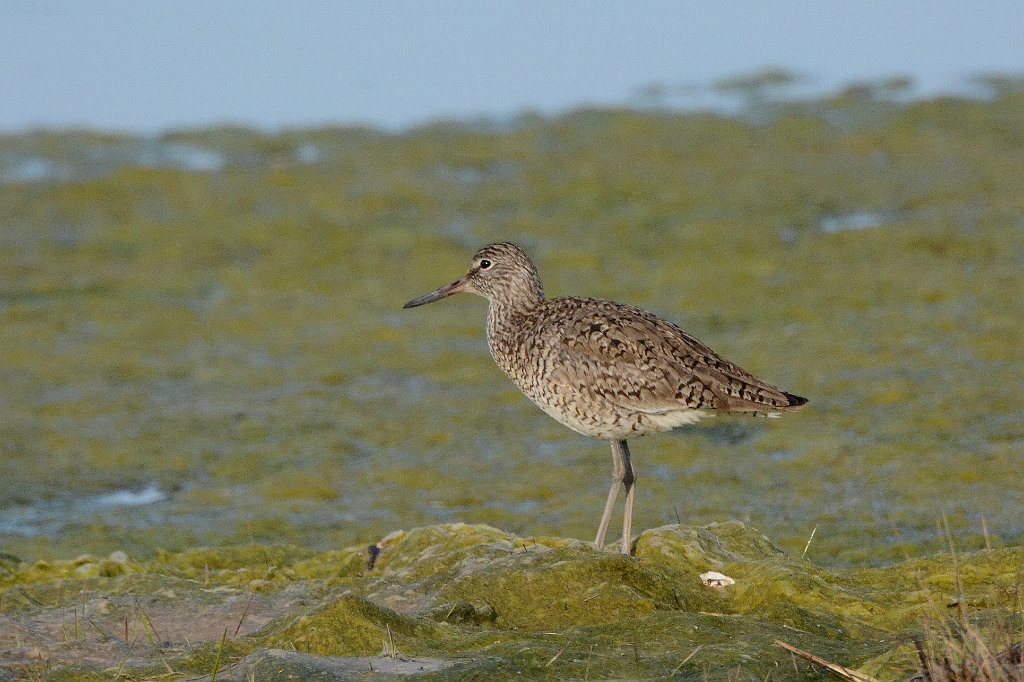 Sandpiper, Willet, 2016-05138871 Parker River NWR, MA.JPG - Willet. Parker River National Wildlife Refuuge, MA, 5-13-2016